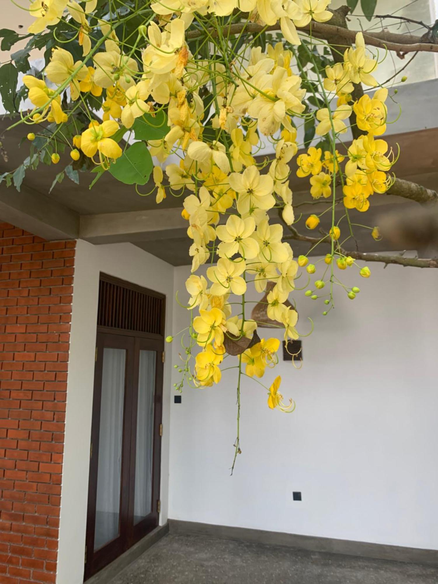 Thaproo Bay Hiriketiya Bed & Breakfast Dickwella Exterior photo